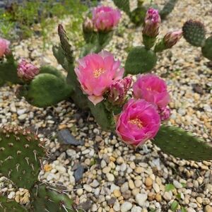 Prickley Pear Cactus Pad